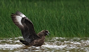 Great skua